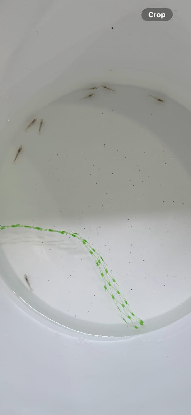Customer photo review of Amano Shrimp
