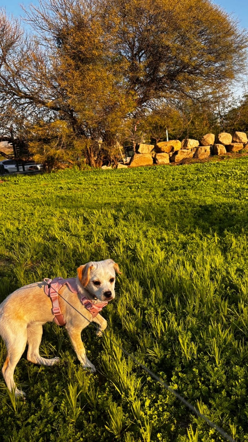 Customer photo review of Arnés Paws