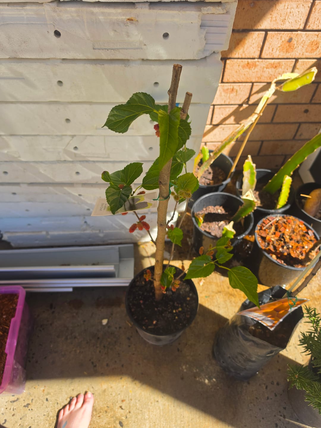 Customer photo review of Dwarf Mulberry - Black
