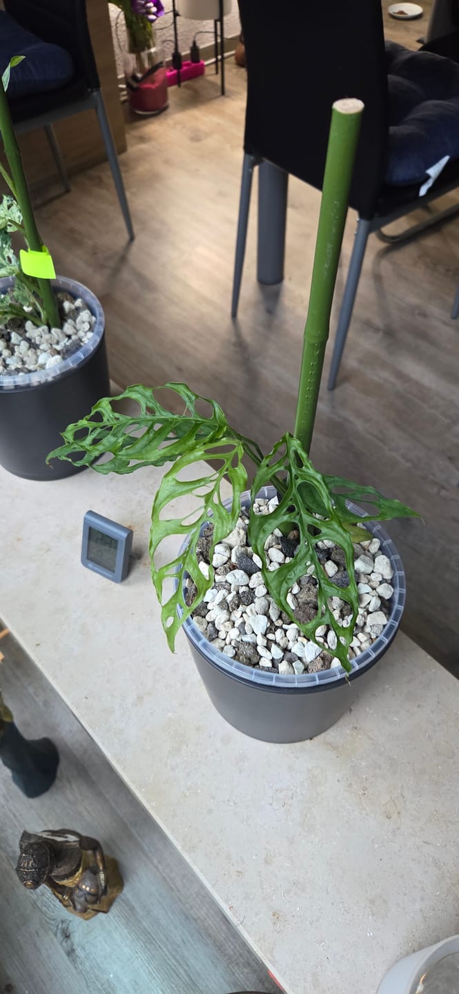 Customer photo review of MONSTERA OBLIQUA PERU