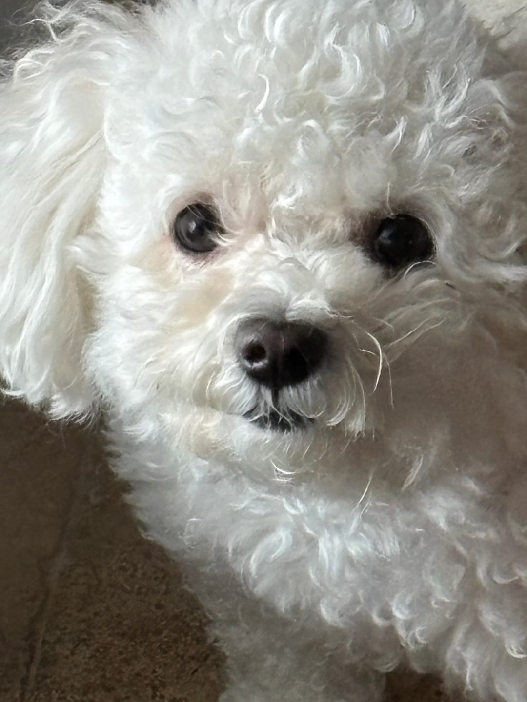 Customer photo review of God is Great Dogs Premium T-shirt