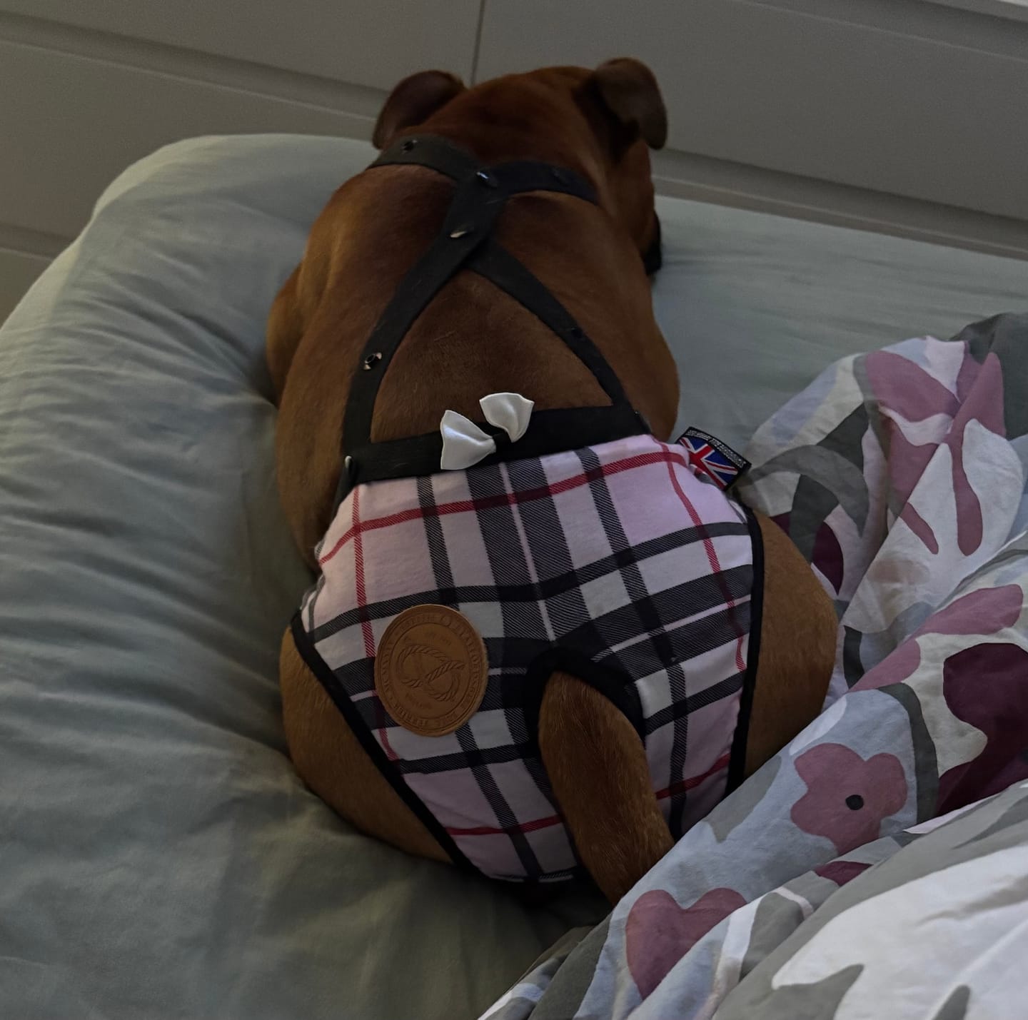 Customer photo review of Staffordshire Bull Terrier 1935® Hygiene Panties with Suspenders - Staffburry Pink