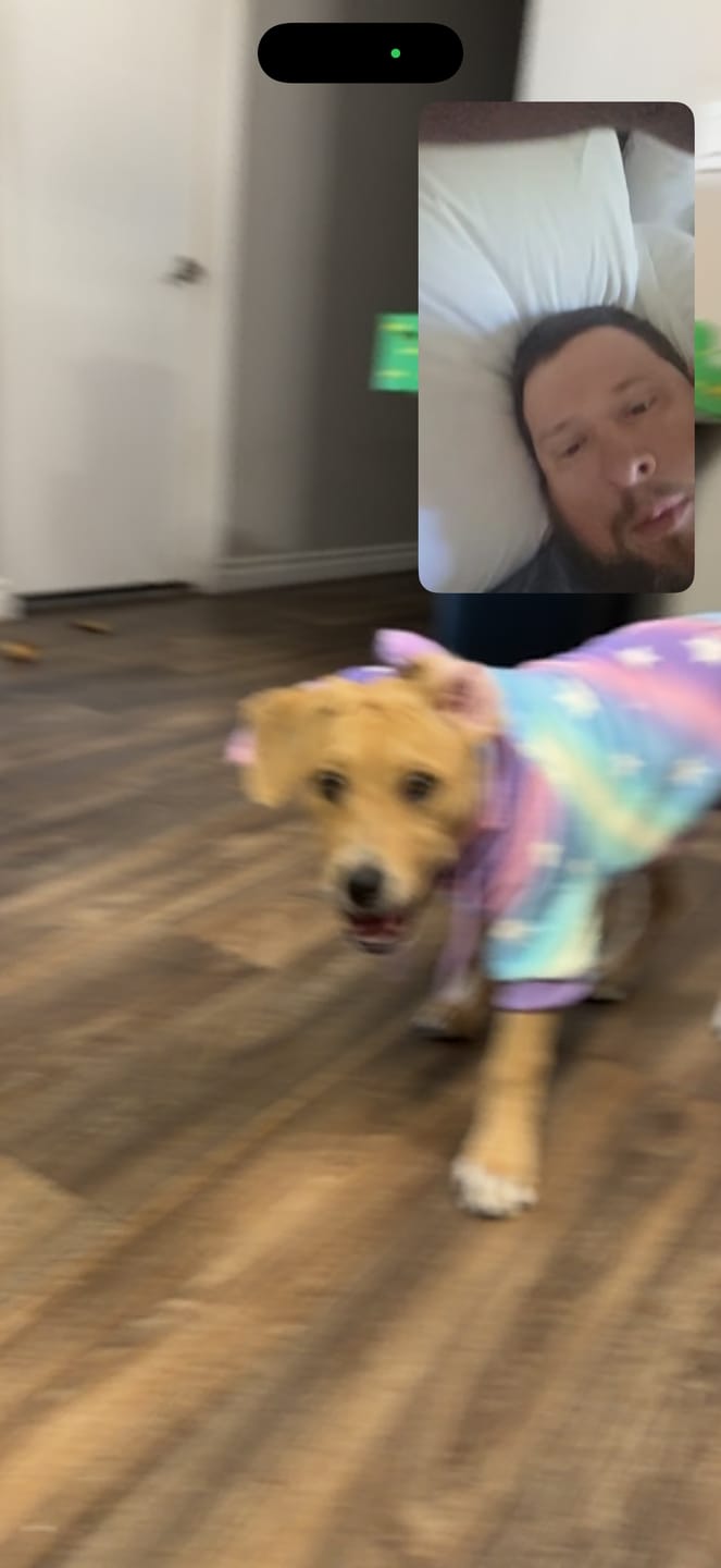 Customer photo review of Halloween Dog Hoodie - Unicorn
