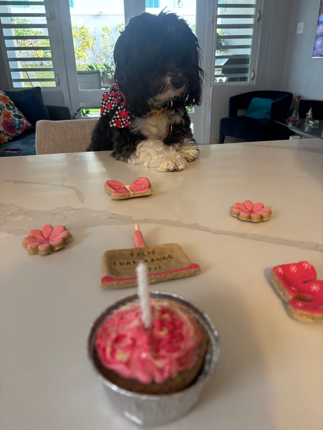 Customer photo review of Lovebug - Adjustable Dog Collar