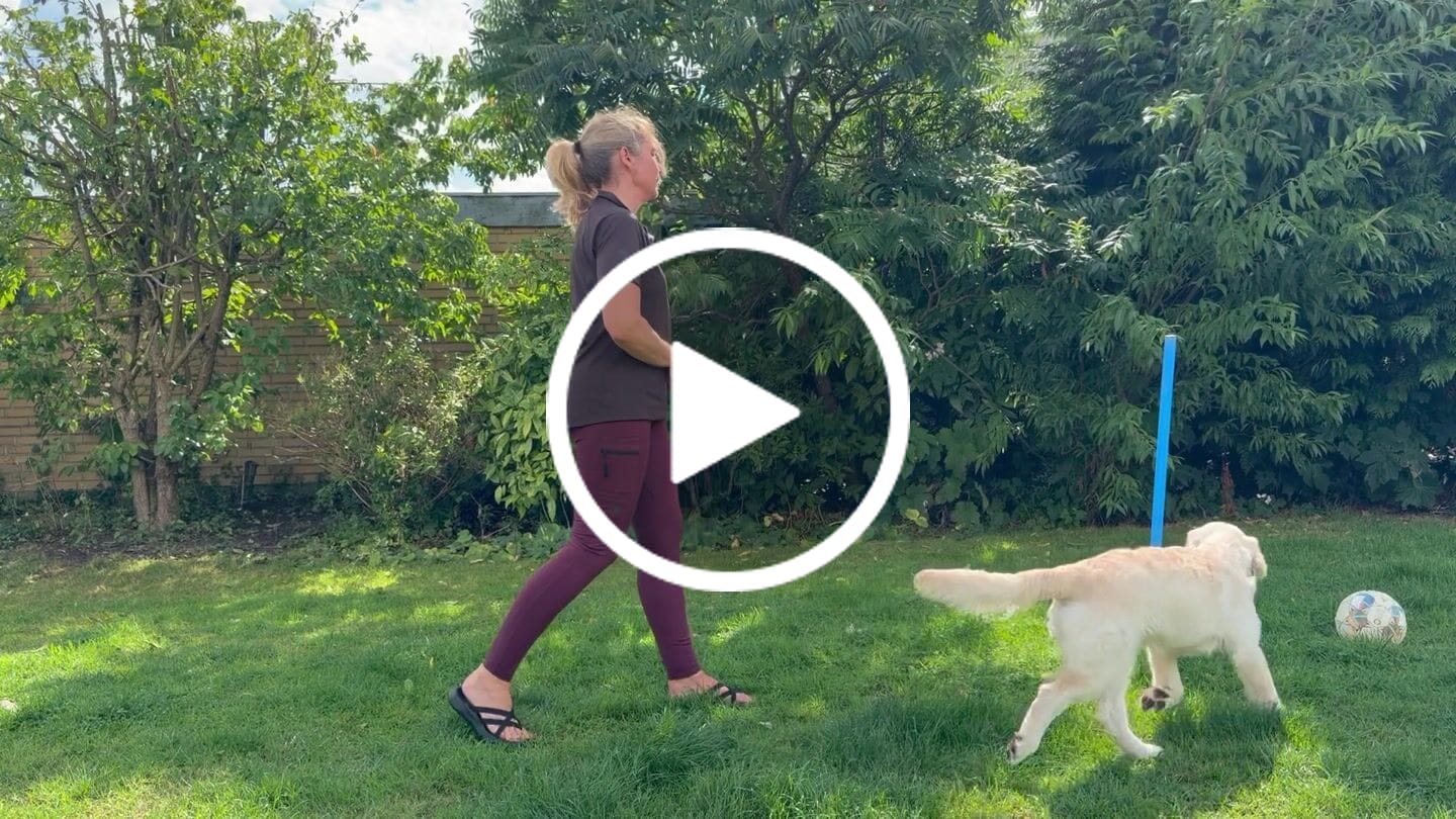Customer video review of FeelFree Dog Walker Tights 2.0 I Rosso I Saga