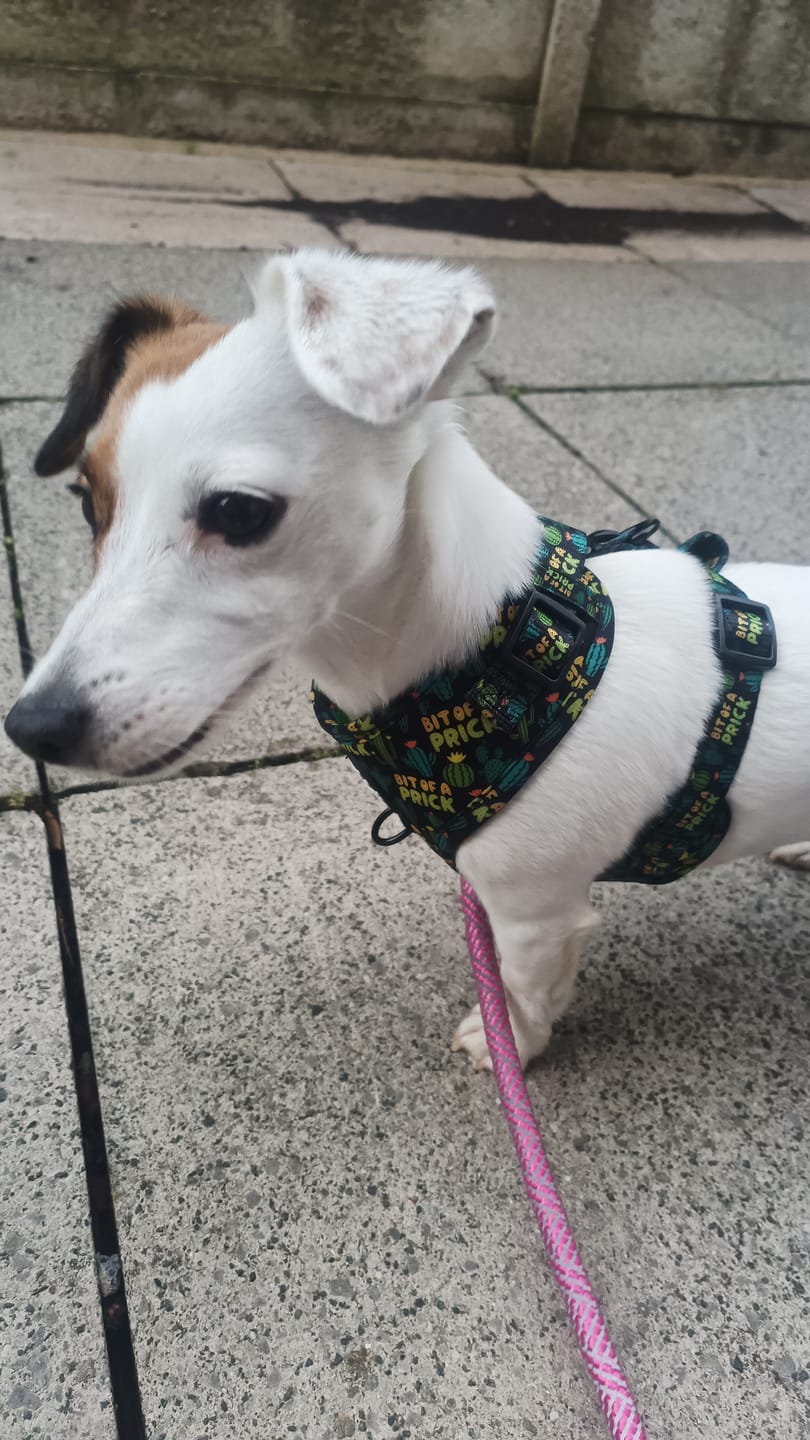 Customer photo review of Bit of a pr**k harness