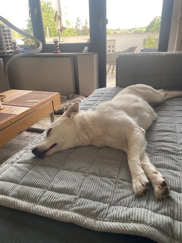 Customer photo review of Sofa Guard - Soft in Aktion