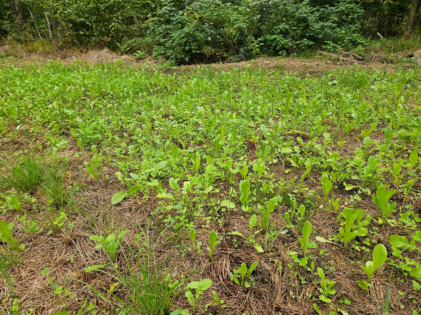 Customer photo review of Cheat Code™ Food Plot Seed