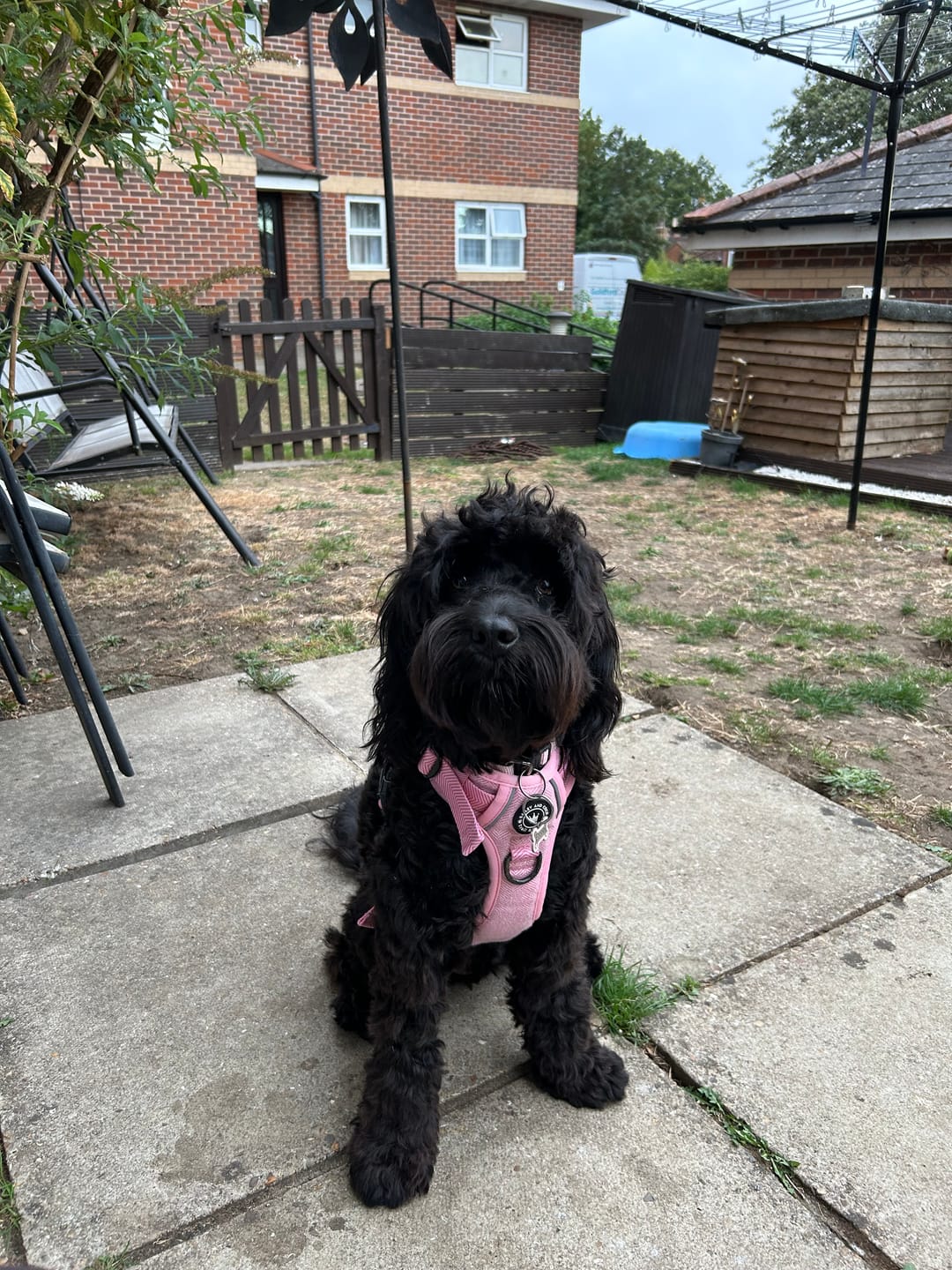 Customer photo review of Bubblegum Pink Tweed Dog Harness - No Pull & Reflective | Trail & Glow®