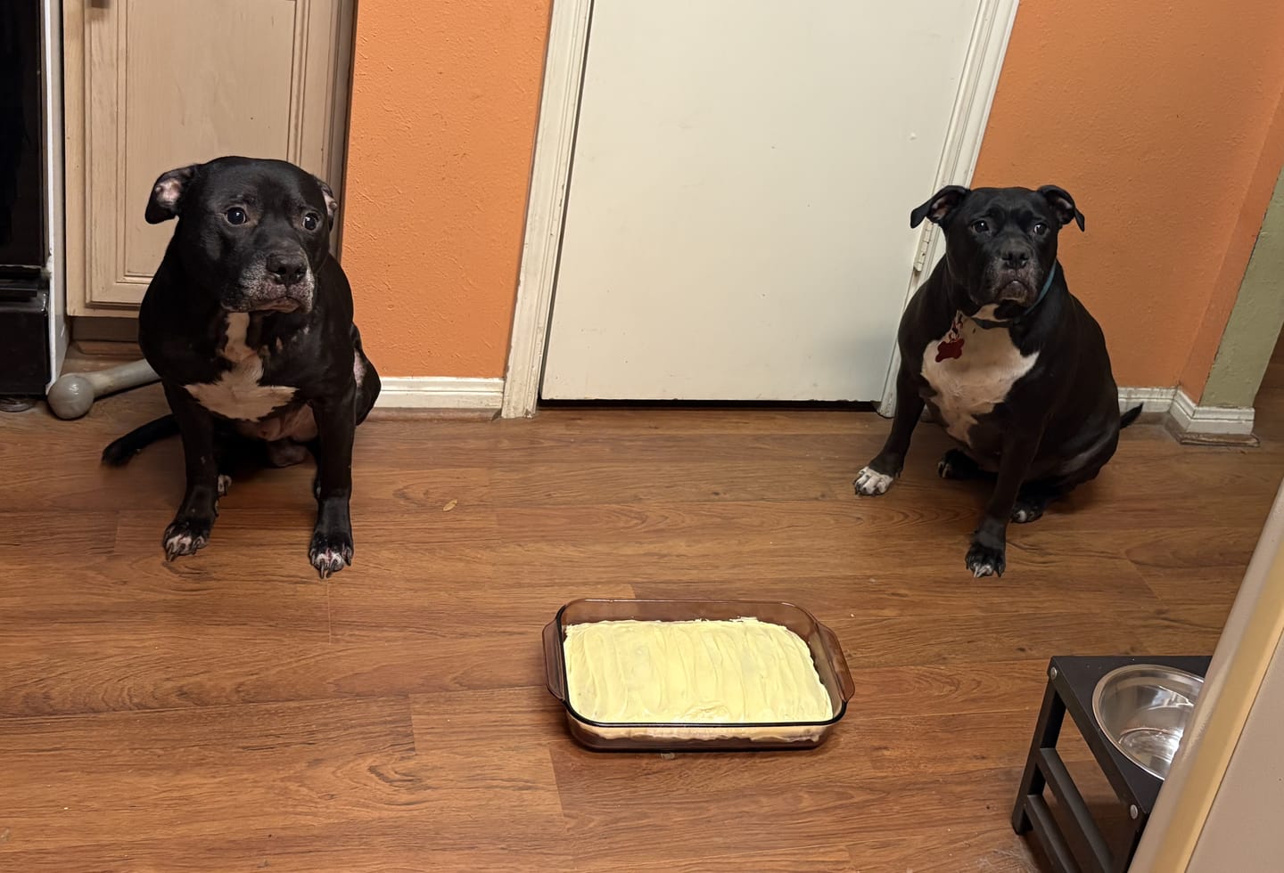 Customer photo review of Iron Paws Daily Human-Grade Superfood For Dogs