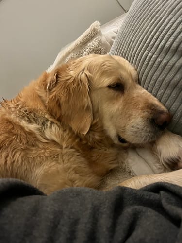 Customer's blonde dog resting comfortably, presumably after receiving the Lucky Belly Topping.