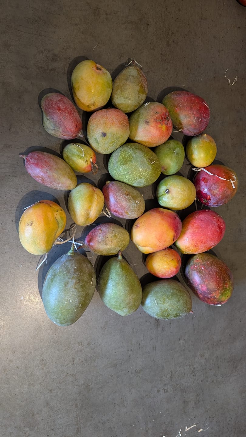 Customer photo review of Mini-Mango von Juan 3kg Retterbox %