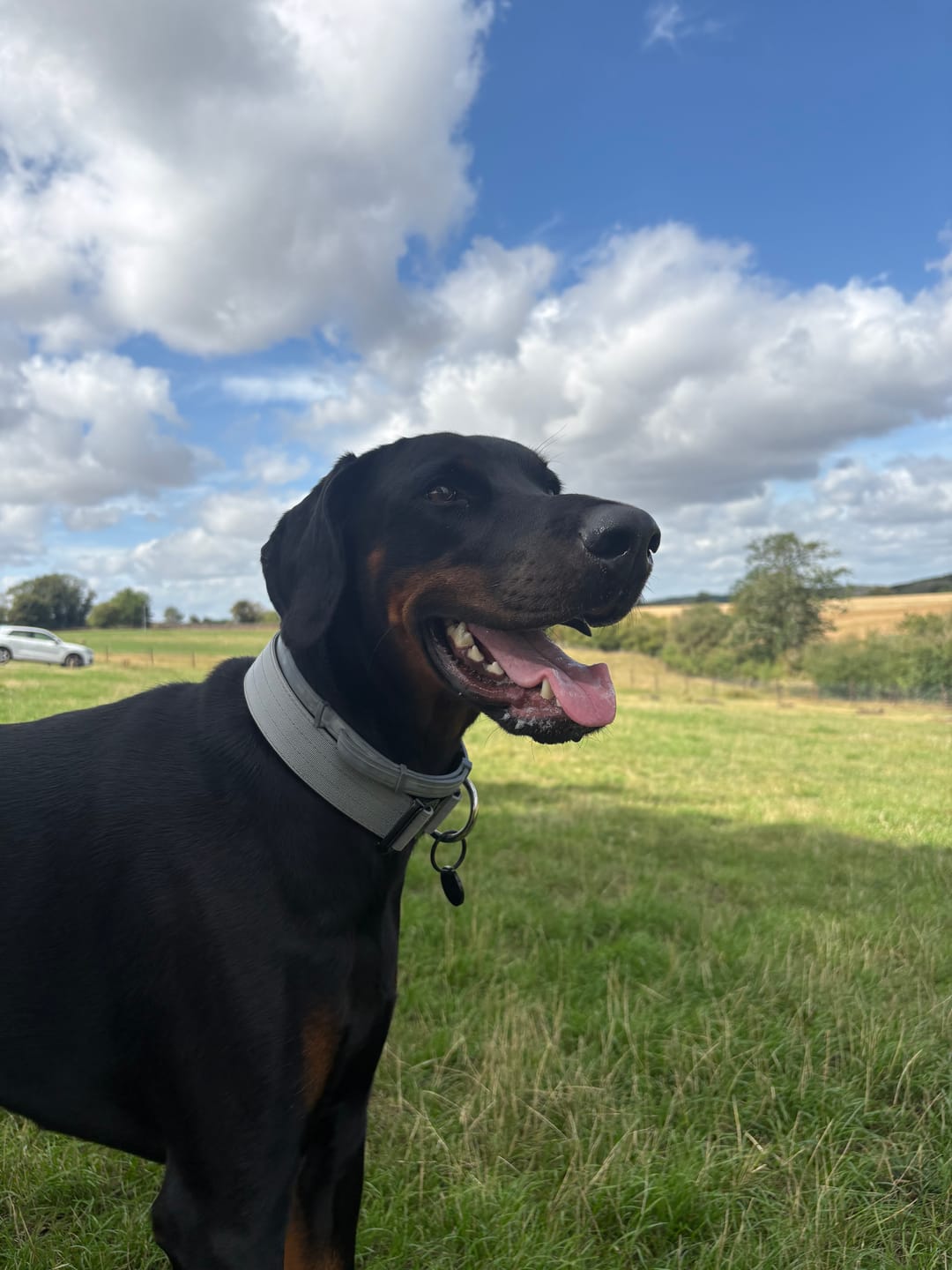 Customer photo review of Dog ID Tag - Black (With Gift Box)
