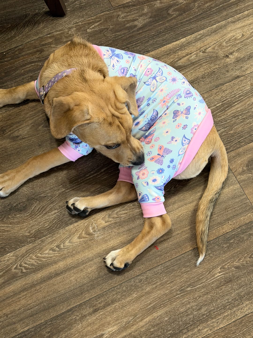 Customer photo review of Dog Pajama - Butterfly
