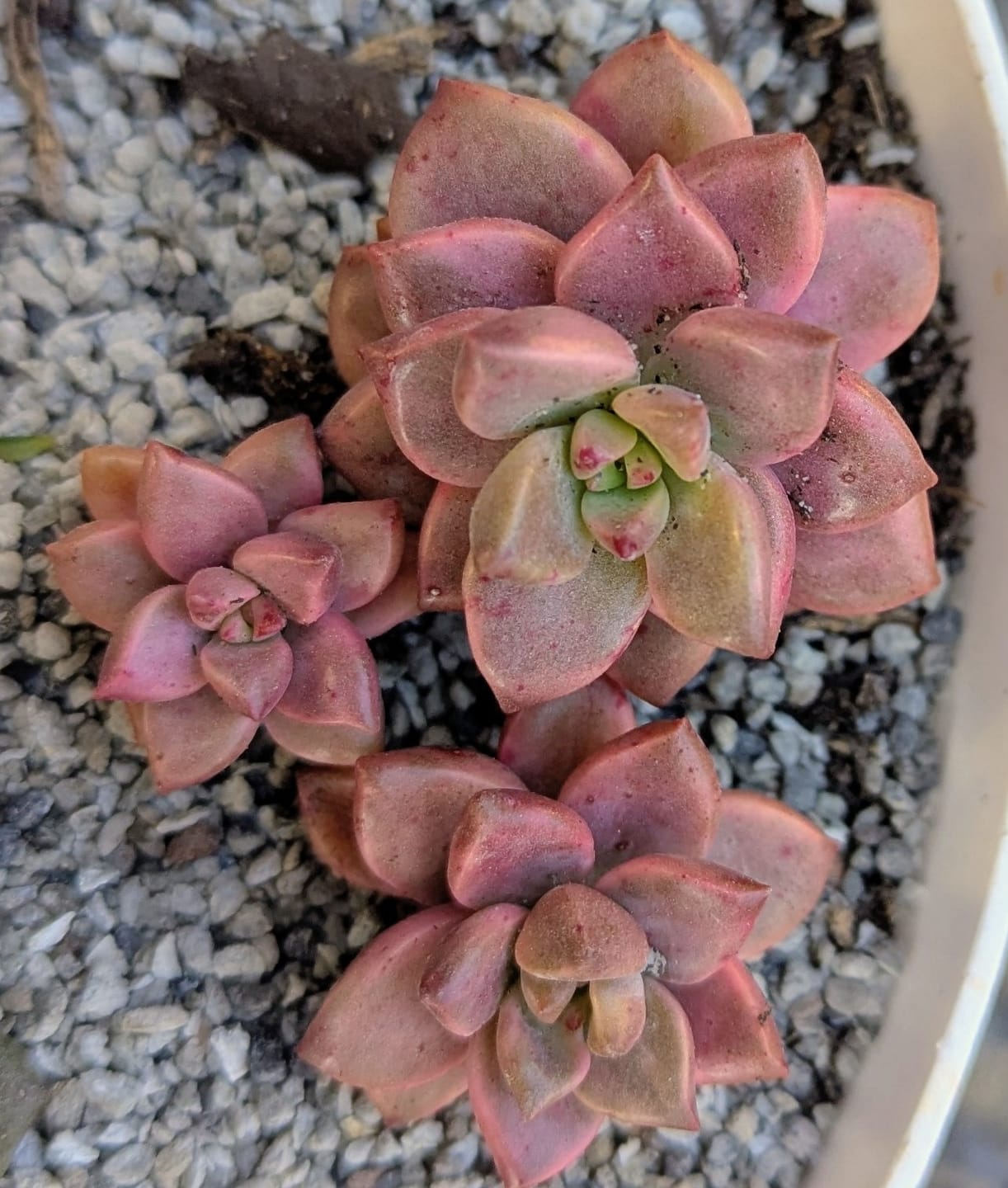 Customer photo review of Graptosedum Bronze Variegata