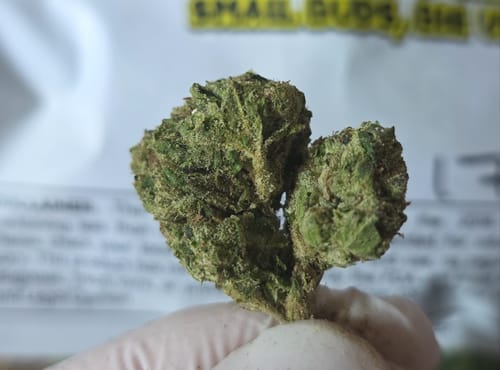 Customer photo review of Blue Sharpiez THCA Flower