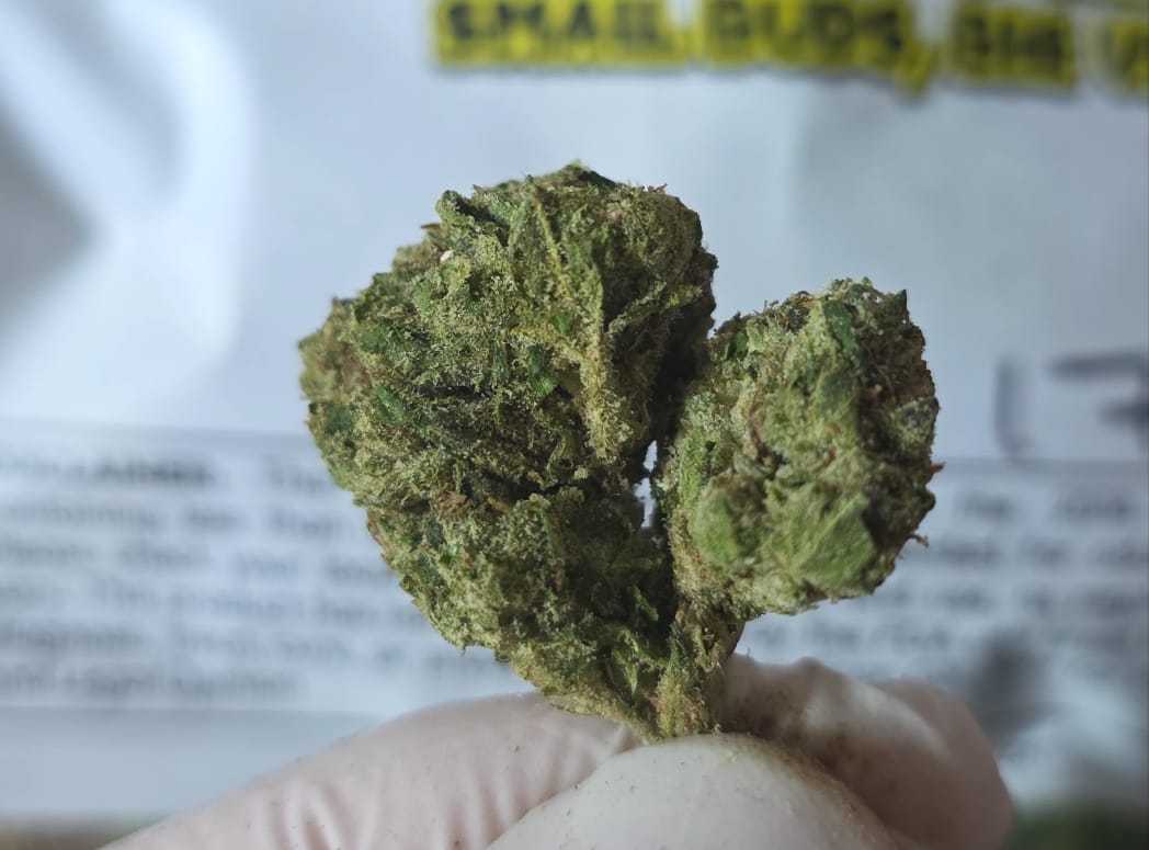 Customer photo review of Blue Sharpiez THCA Flower