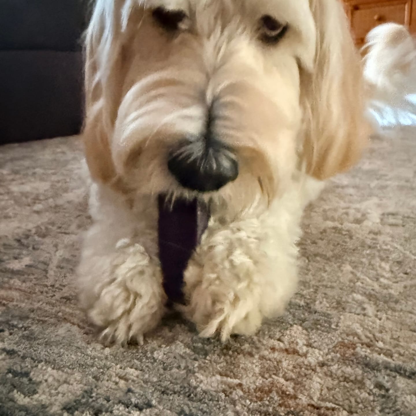 Customer photo review of Strawberry Himalayan Yak Chew (MEDIUM)