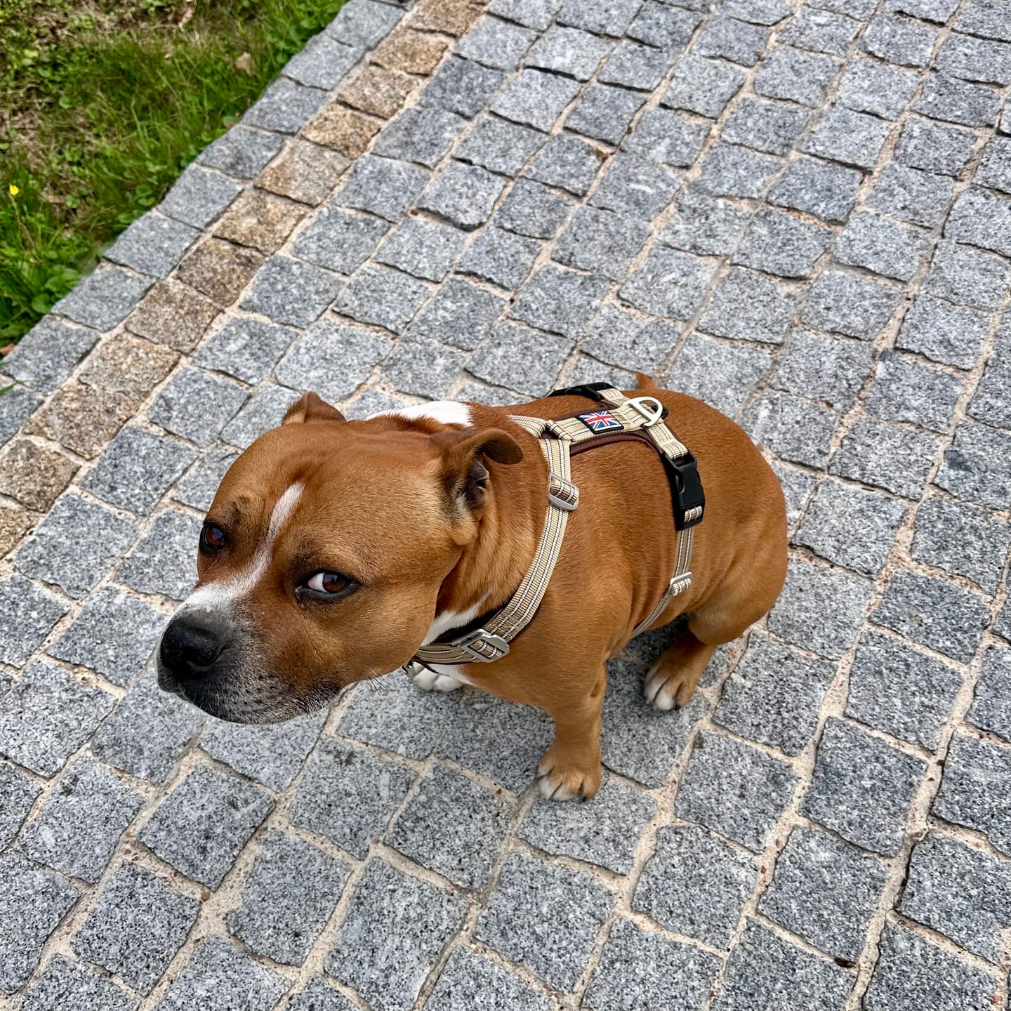 Customer photo review of Staffordshire Bull Terrier 1935® Harness & Leash Set - Tahvo's Milkshake Edition -  Beige & Chocolate