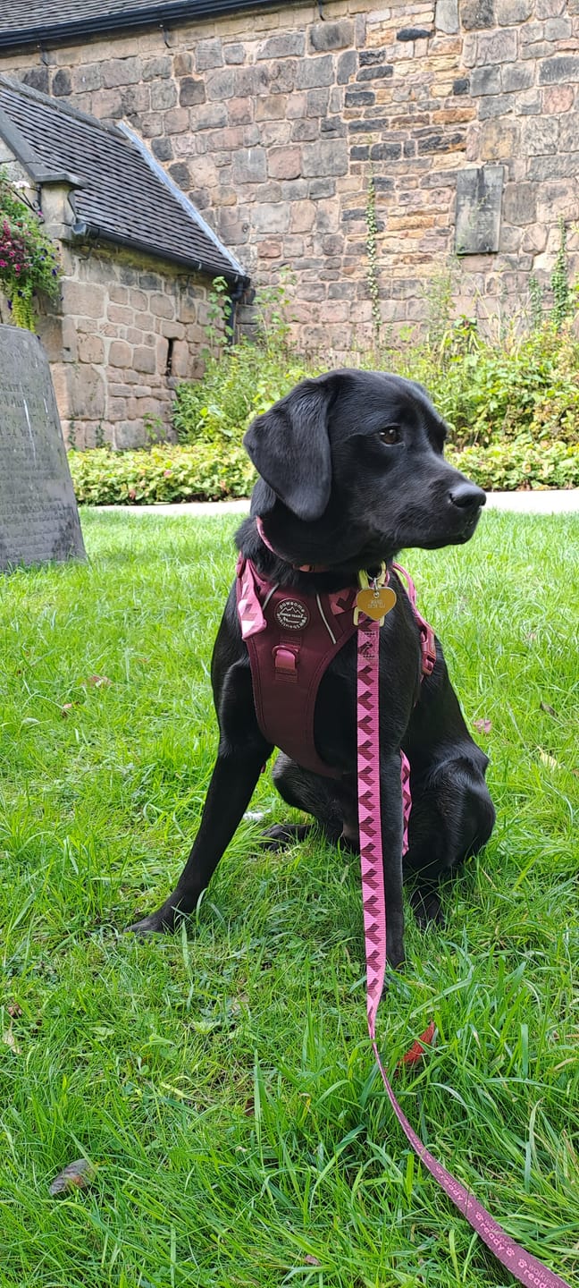 Customer photo review of Lead - Walkies Ready® Mulberry