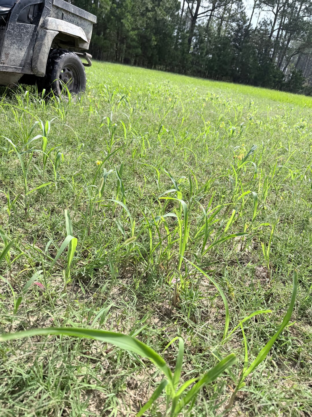 Customer photo review of Sorghum Sudangrass Seed