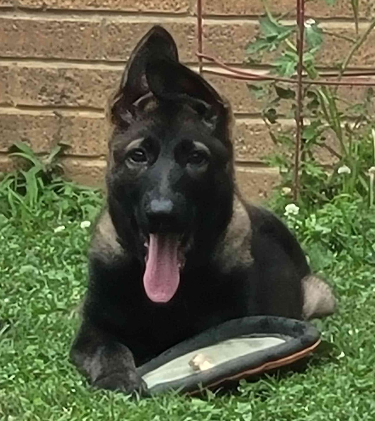 Customer photo review of Nutri Source - Puppy Starter Plus 30/21