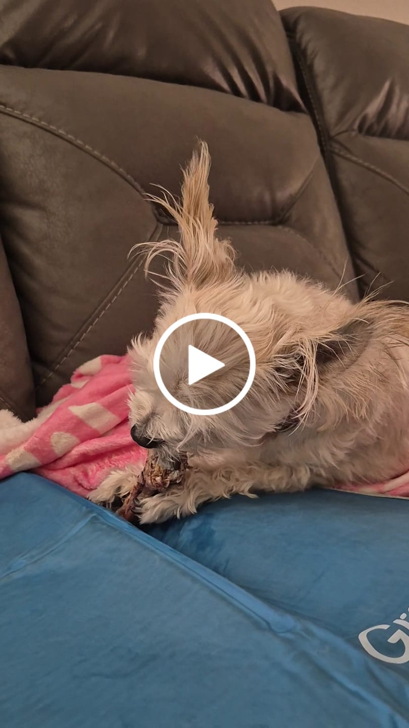 Customer video review of Ostrich Runner (5" x 1.5"): The Flavorful & Long-Lasting Chew for Small to Medium Dogs - 2 Pieces