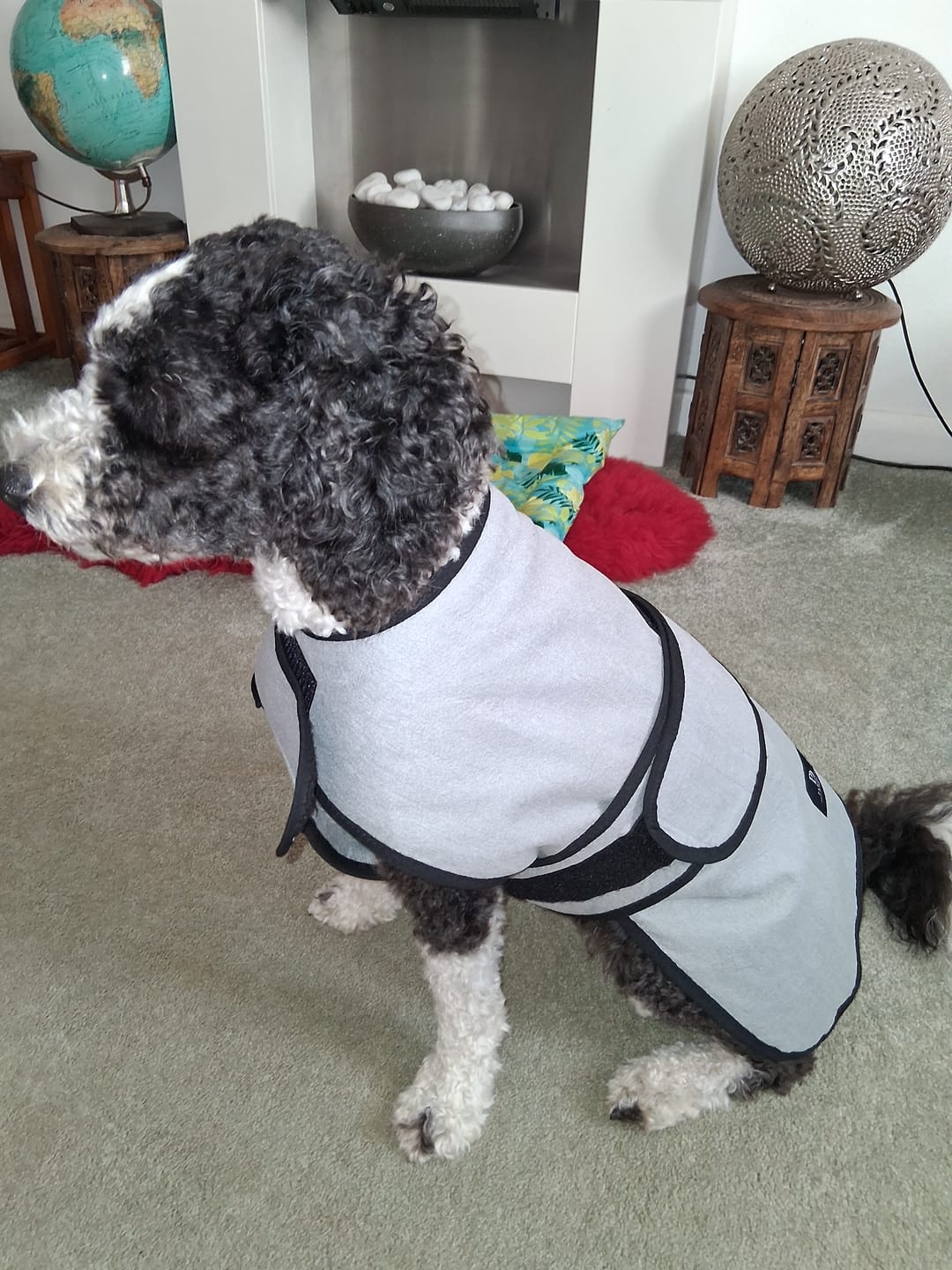 Customer photo review of Luxury Dog Cooling Coat