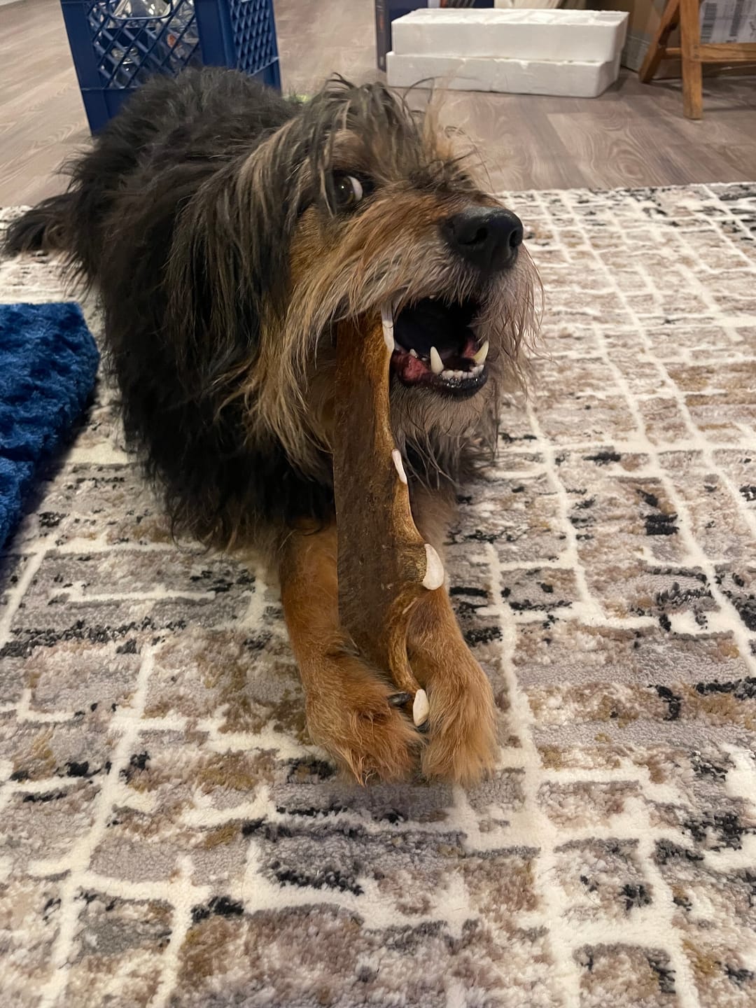 Customer photo review of Large Moose Chew