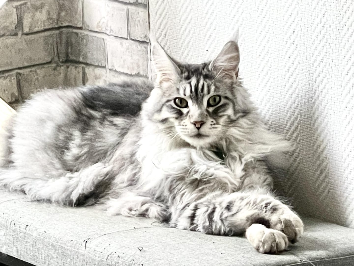 Customer photo review of Tondeuse Silencieuse Anti-Nœuds — Pour Chat Poils Longs & Courts