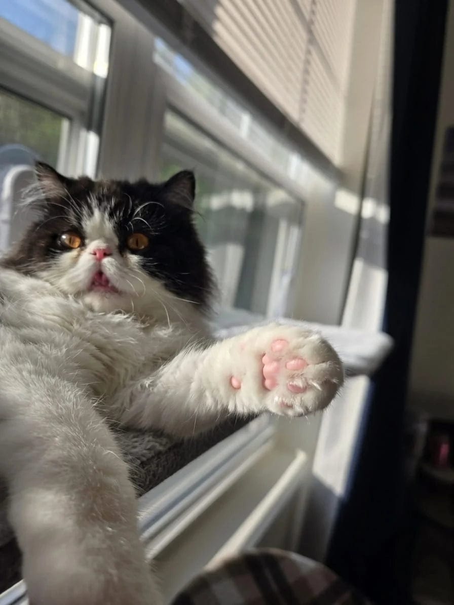 Customer photo review of Tondeuse Silencieuse Anti-Nœuds — Pour Chat Poils Longs & Courts