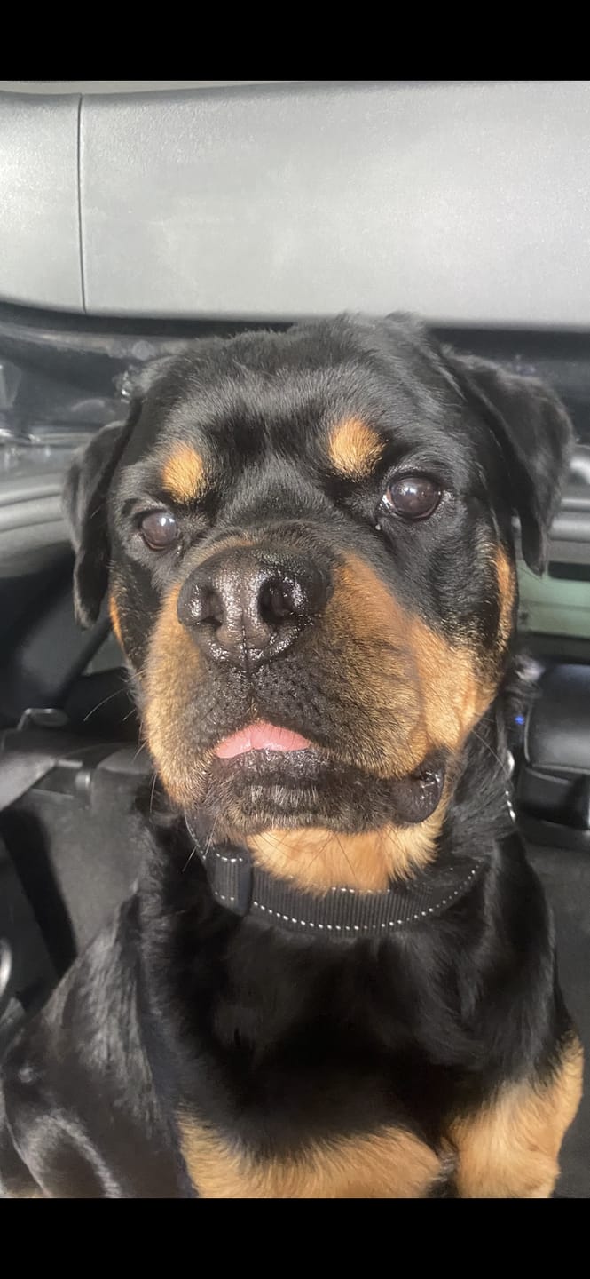 Customer photo review of Collagen Powder For Dogs