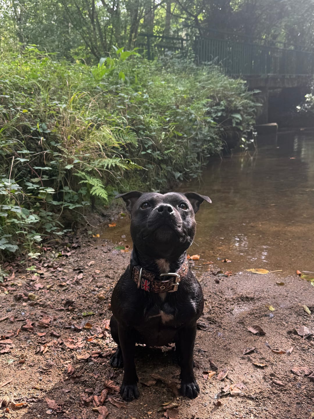 Customer photo review of Staffordshire Bull Terrier 1935® Nylon Collar - Chocolate