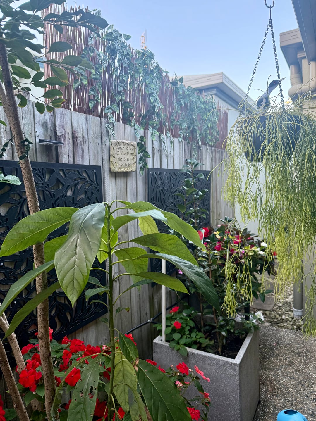 Customer photo review of Hanging Artificial Pothos / Philodendron Plant UV Resistant 85cm