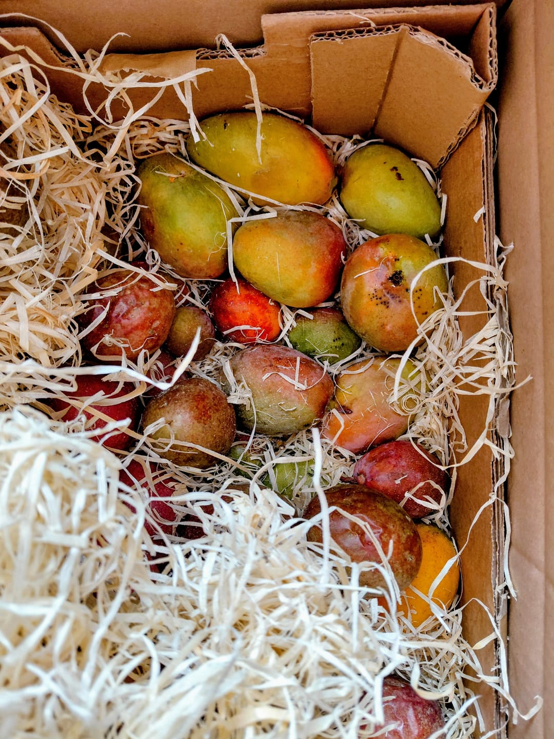 Customer photo review of Mini-Mango von Juan 3kg Retterbox %