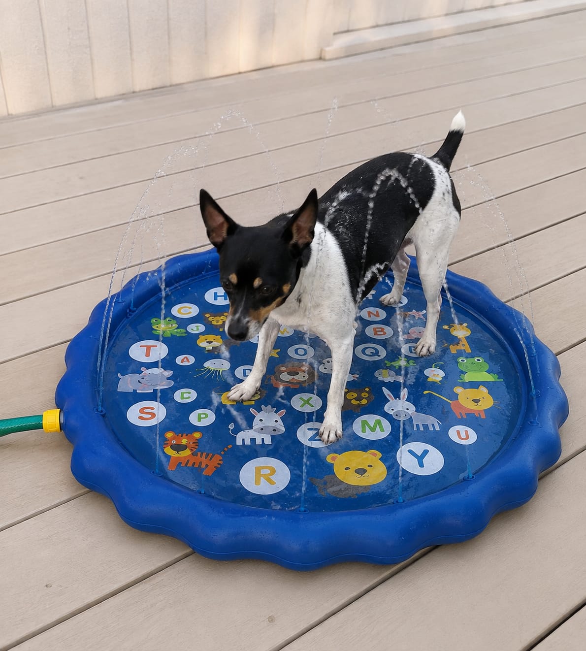 Customer photo review of AquaPaw Dog Splash Pad & Sprinkler Mat