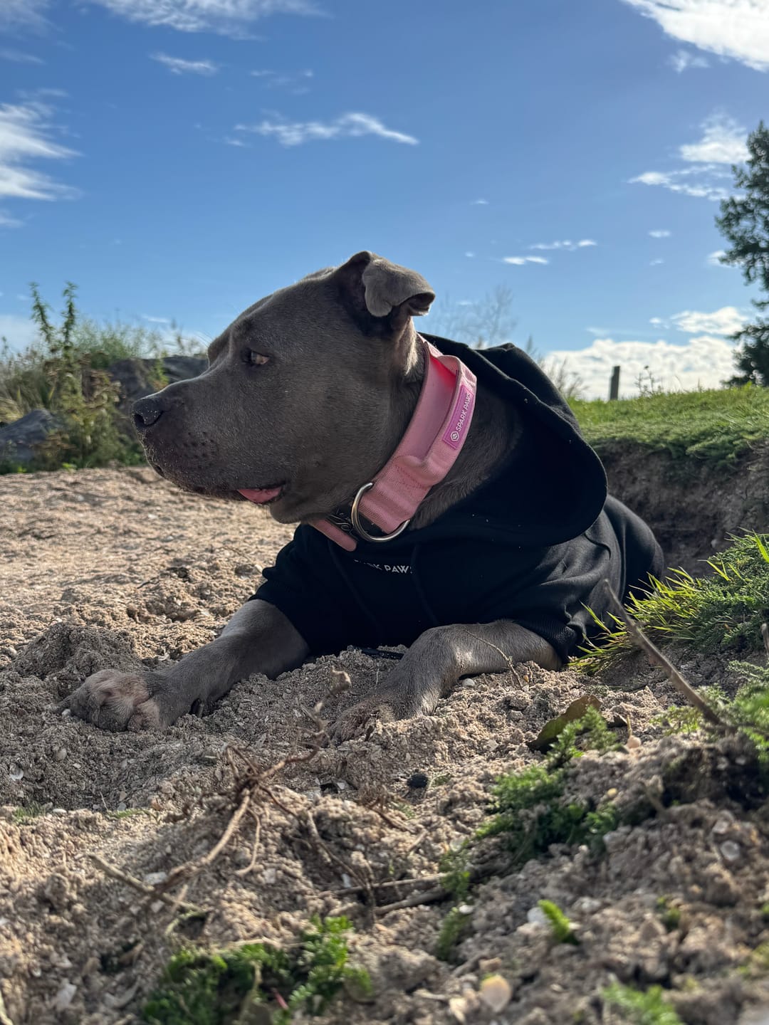 Customer photo review of Essential Dog Hoodie - Black