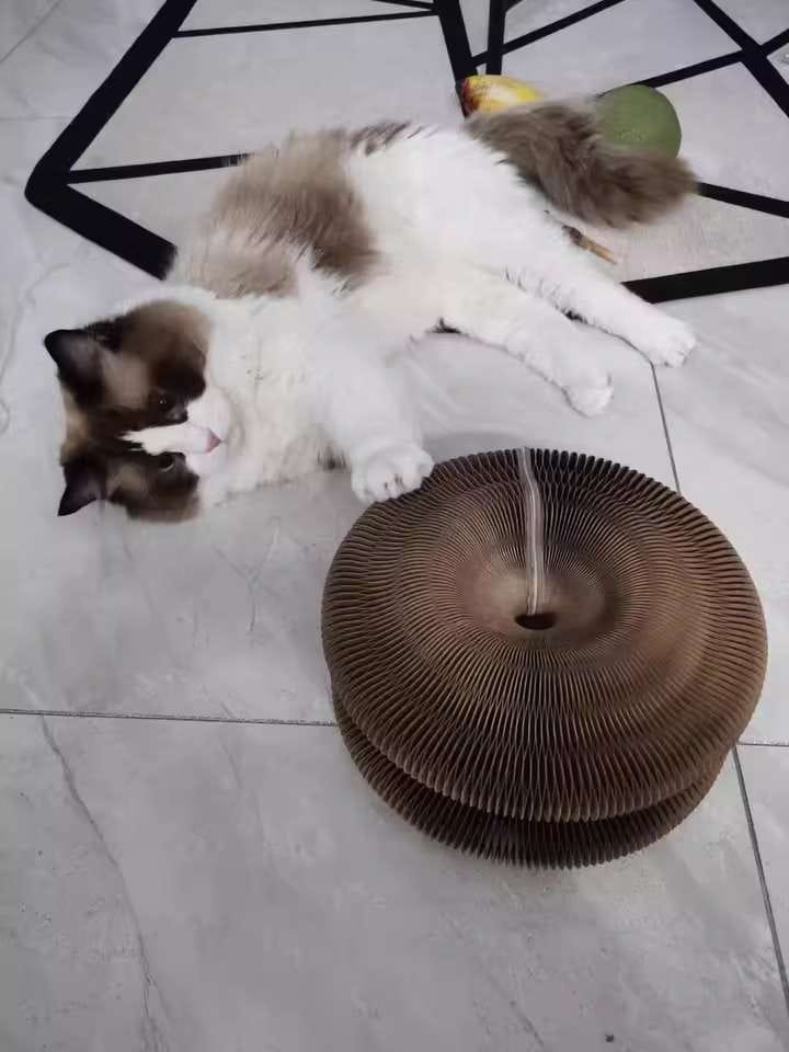 Customer photo review of İnteraktif Kedi Oyun Tüneli | Birleştirilebilir Tırmalama Oyuncağı