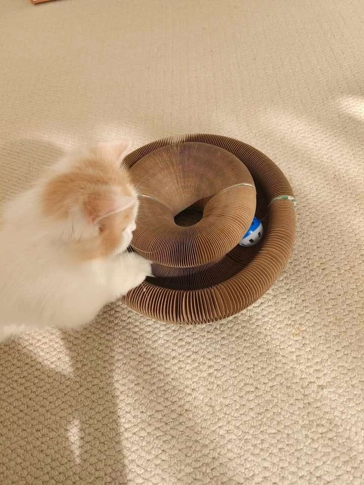 Customer photo review of İnteraktif Kedi Oyun Tüneli | Birleştirilebilir Tırmalama Oyuncağı