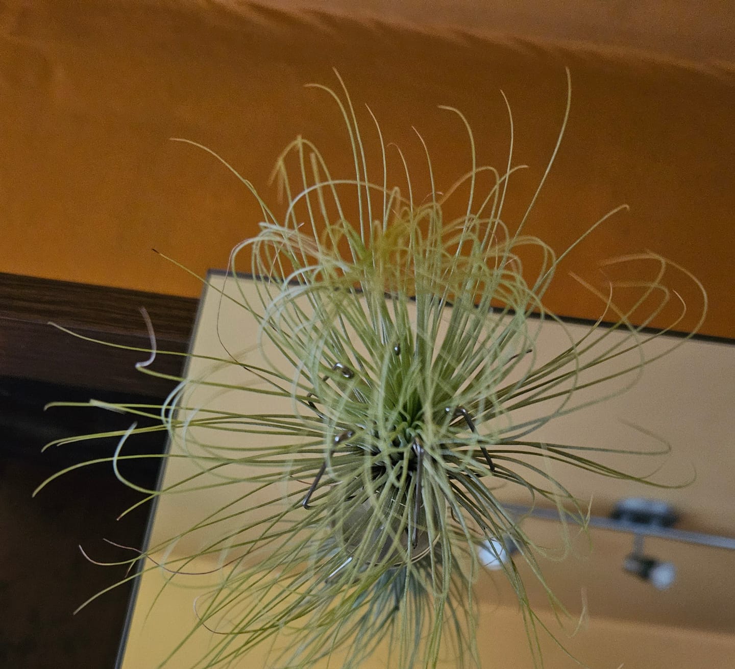 Customer photo review of Tillandsia andreana