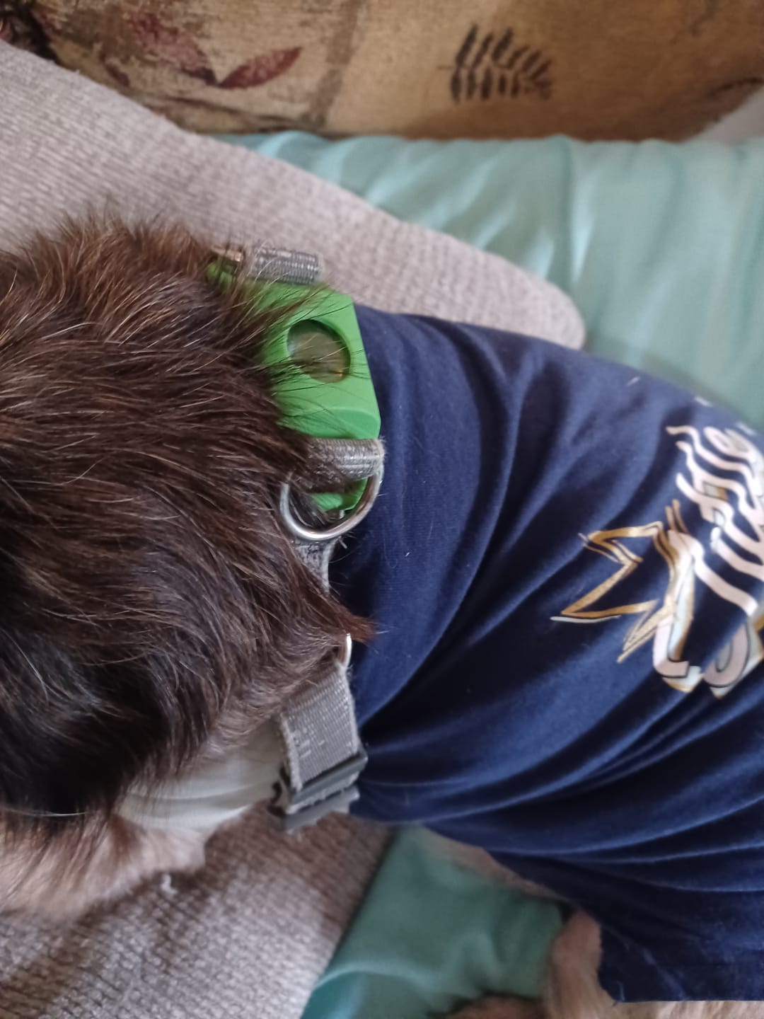 Customer photo review of FurLife™ 12 Months Flea and Tick Free