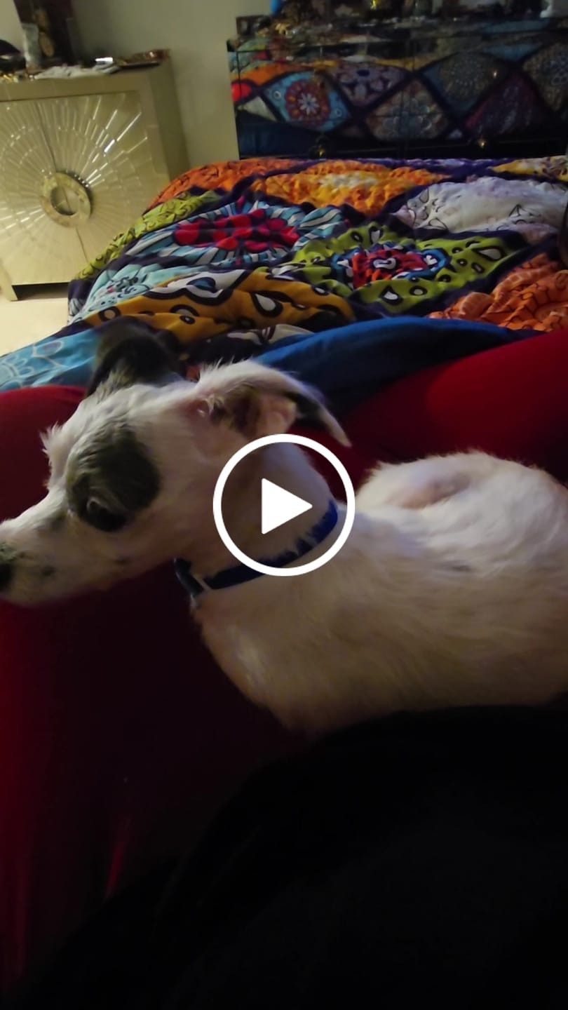 Customer video review of Snack Pack Dog Treat Sampler