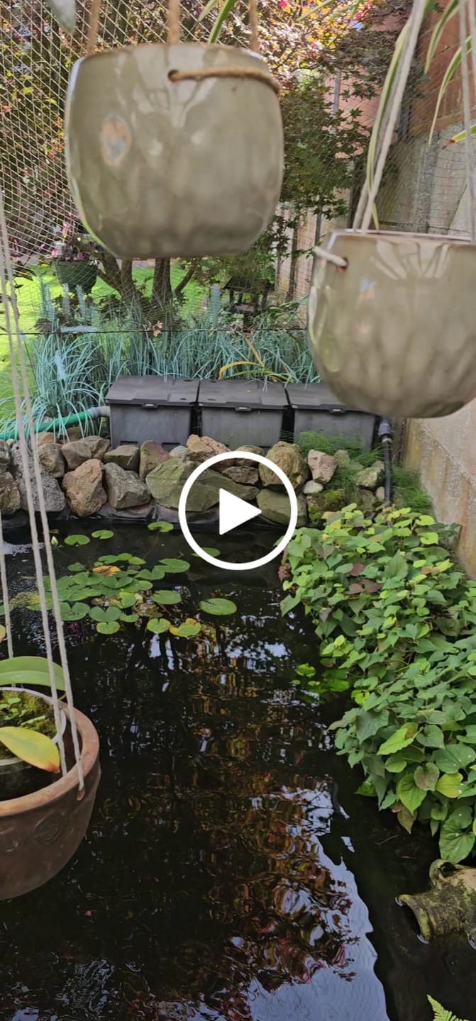 Customer video review of Orchid Mineral Mix