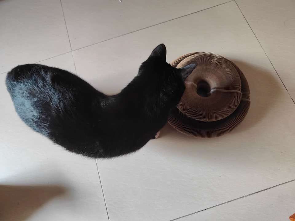 Customer photo review of İnteraktif Kedi Oyun Tüneli | Birleştirilebilir Tırmalama Oyuncağı