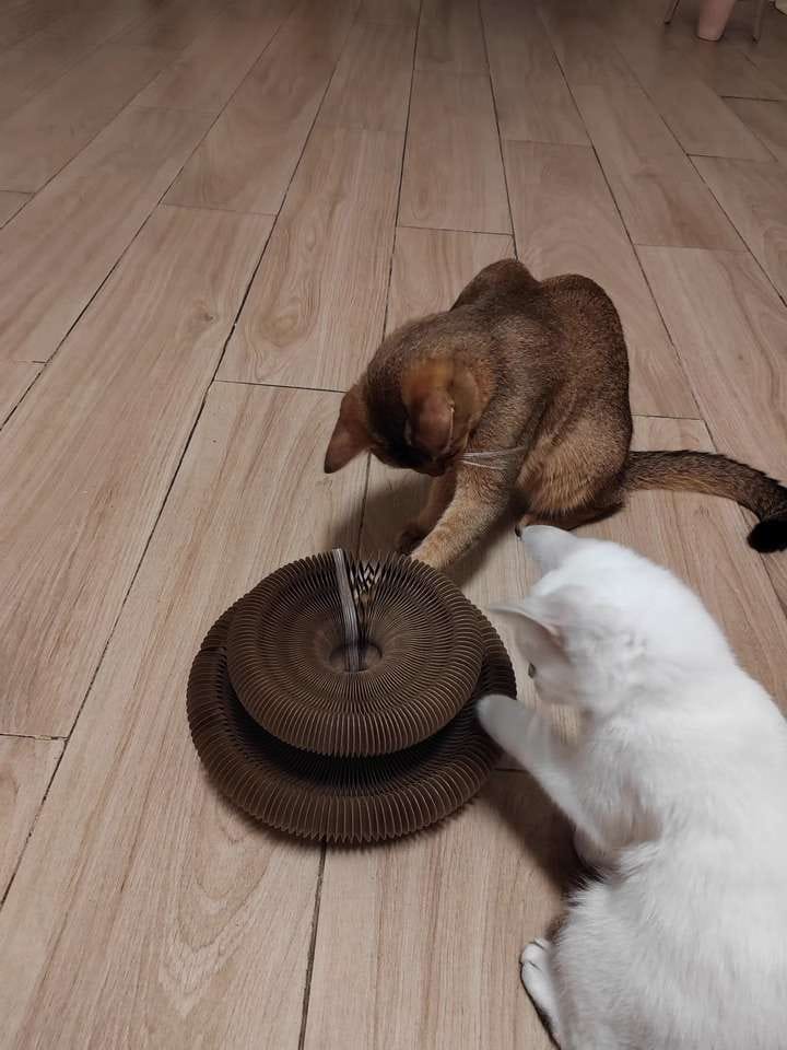 Customer photo review of İnteraktif Kedi Oyun Tüneli | Birleştirilebilir Tırmalama Oyuncağı