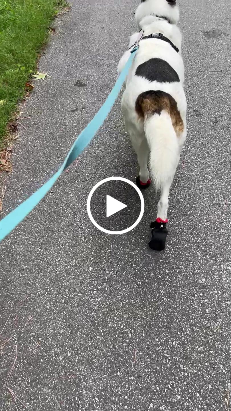Customer video review of AIR PUP SPRINTERS - SET OF 4