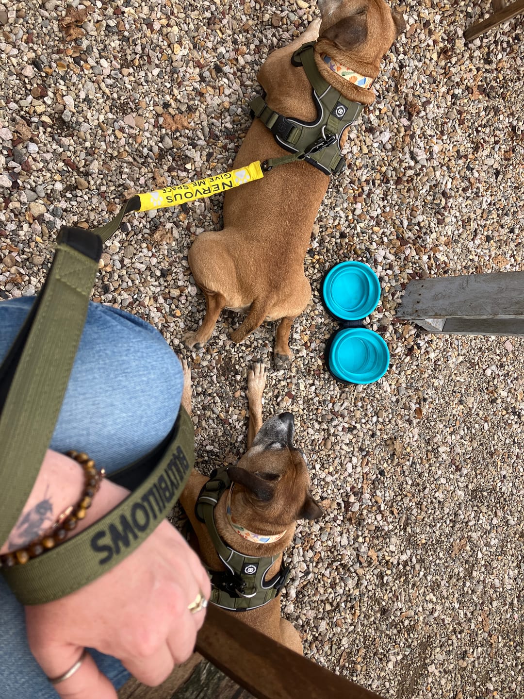 Customer photo review of 1.4m Swivel Combat Lead | Anti-Tangle & Secure Clip - Khaki