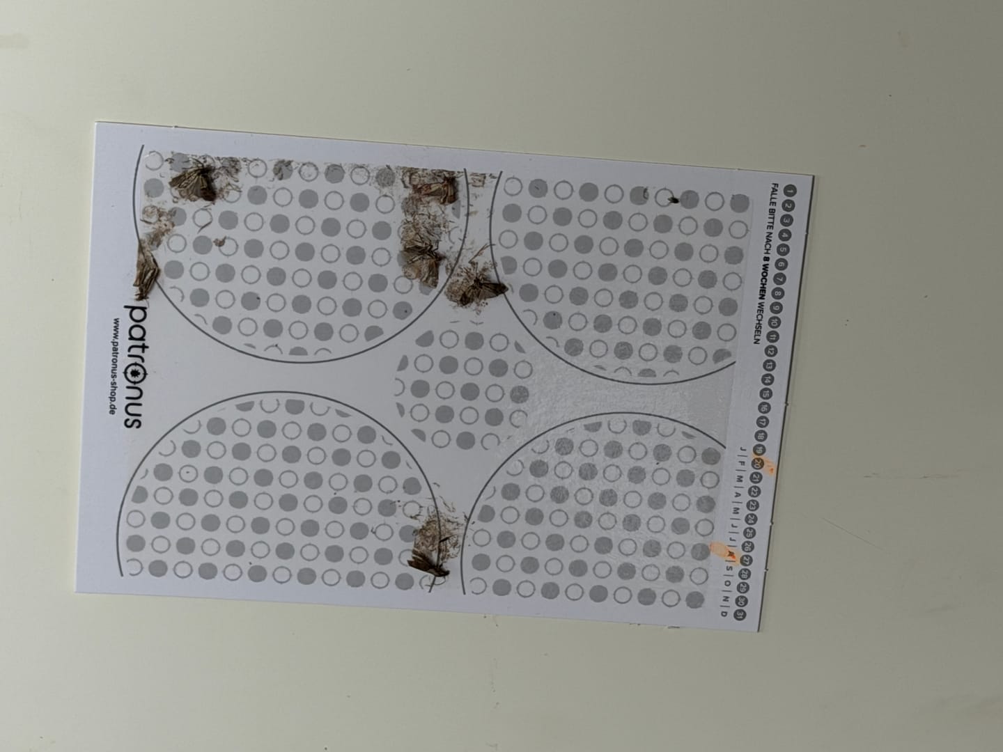 Customer photo review of Schlupfwespen gegen Lebensmittelmotten