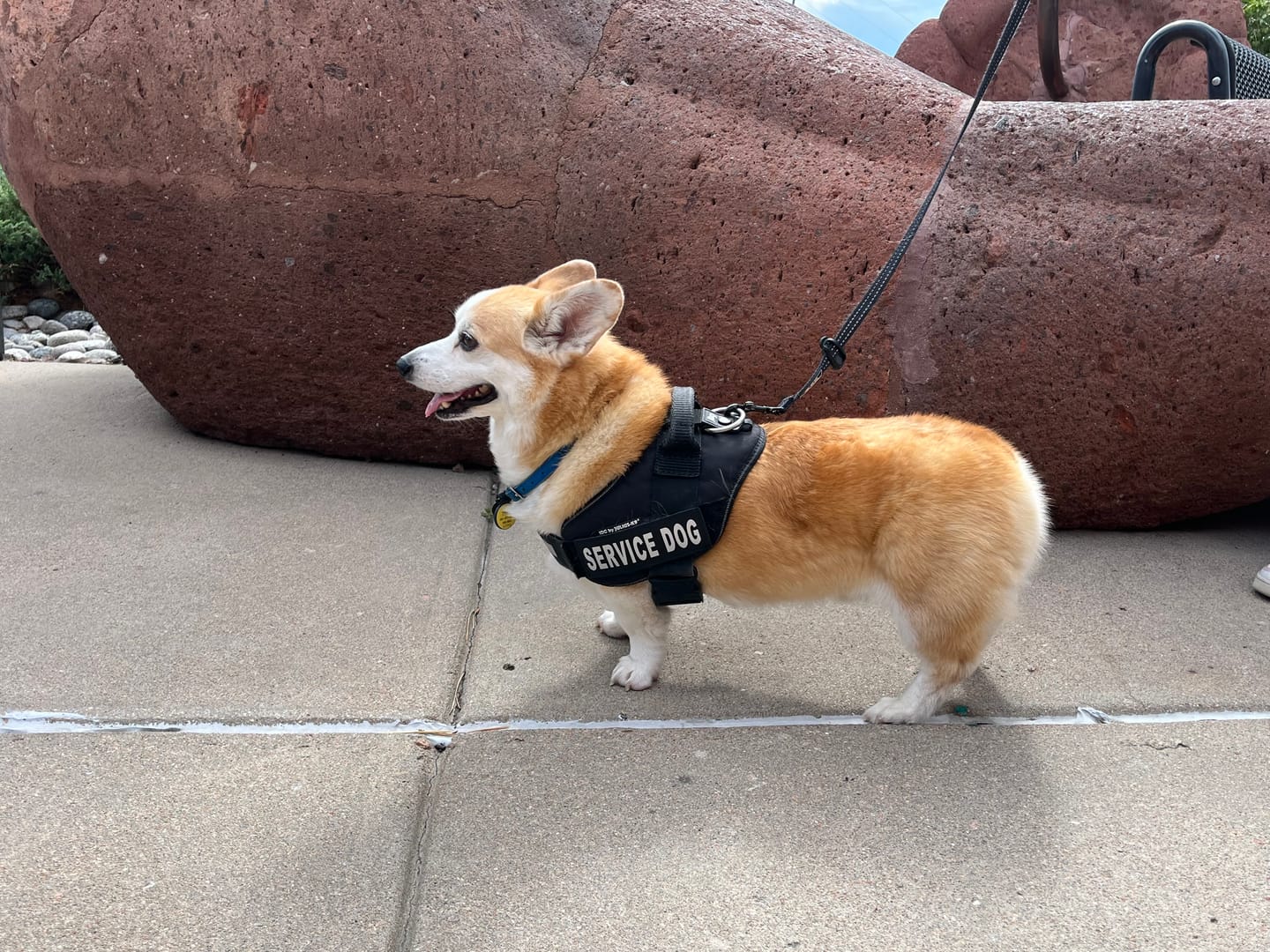 Customer photo review of Hook & Loop Patch For Harness