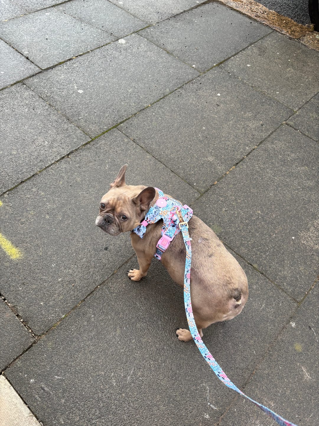 Customer photo review of Trail & Glow Dog Harness Bundle Set - Colour Drops - Spring Dreams